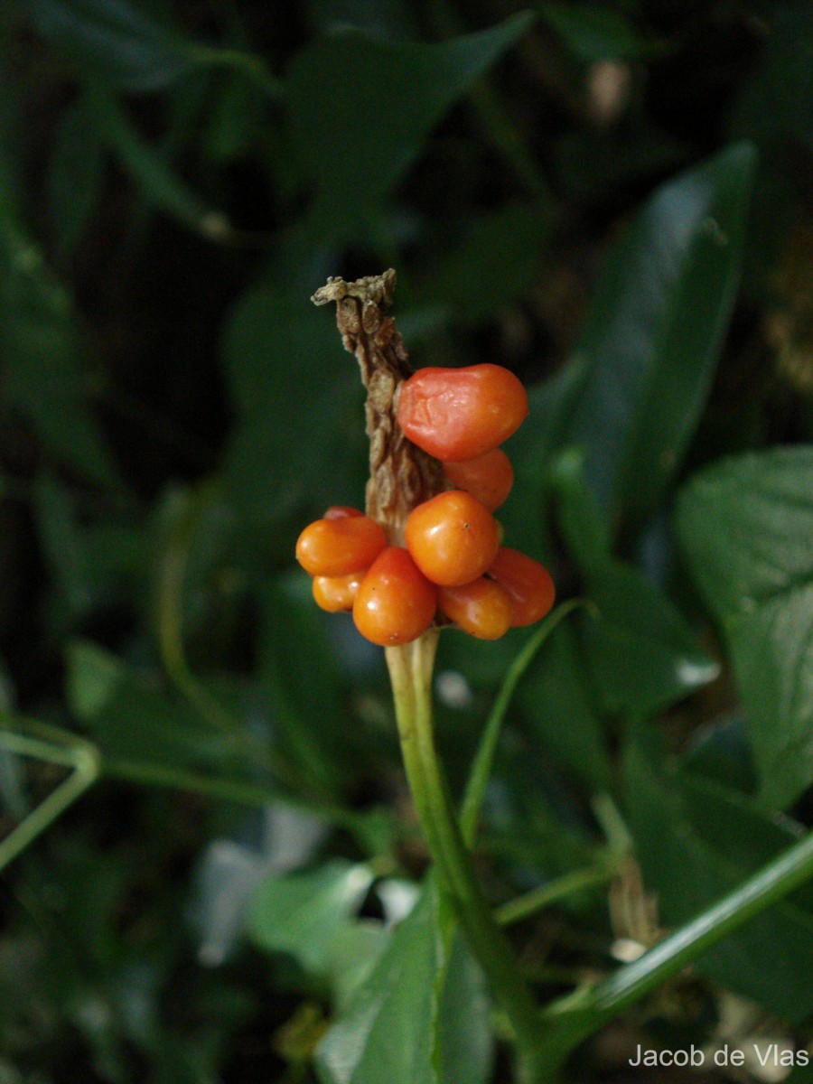 Arisaema tortuosum (Wall.) Schott
